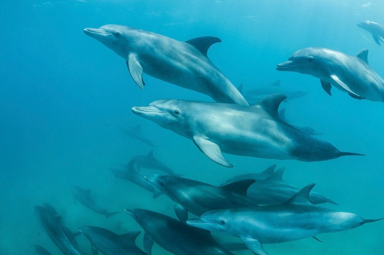 Bálnák és delfinek a máltai vizekben