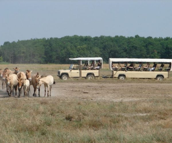 A Nagyerdei Parkot is a top hazai attrakciók közé vette a Tripadvisor