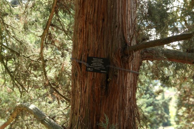 Ingyenes nyílt napokkal indítja az évet a Folly Arborétum